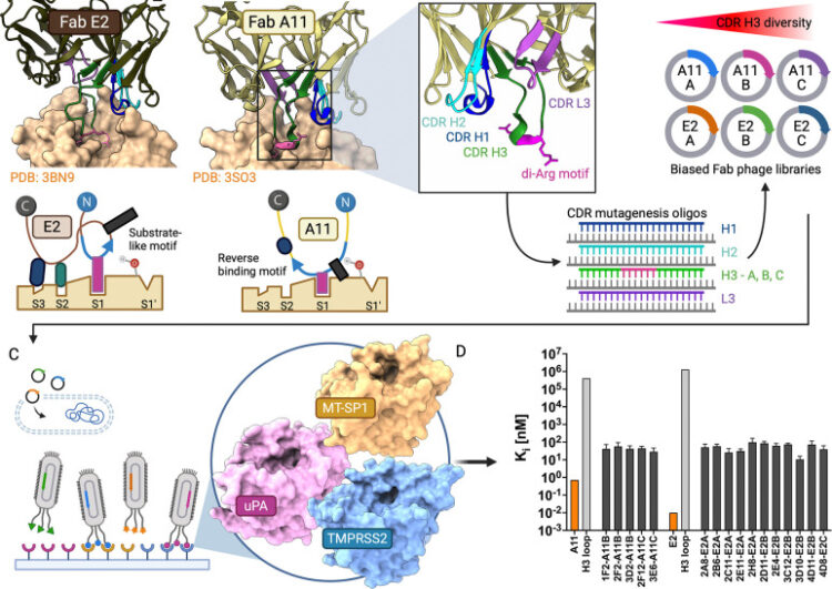 Structural Basis of Serine Protease Inhibition by Antibodies from Biased Fab Phage-Display Libraries