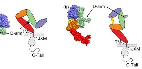 Dual targeting of inhibitory EGFR epitopes with synthetic antibodies in therapeutic-resistant cancers