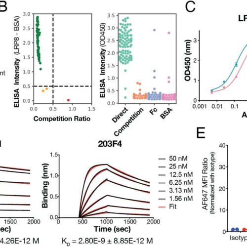 Targeted extracellular degradation of LRP8 promotes ferroptosis in cancer cells