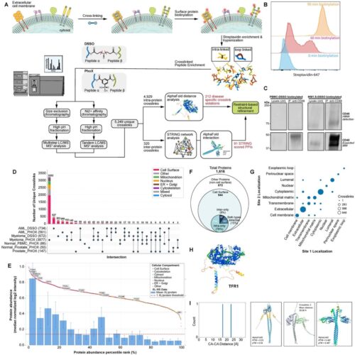 Extending structural surfaceomics to identify aberrant conformations of tumor surface proteins as potential immunotherapy targets