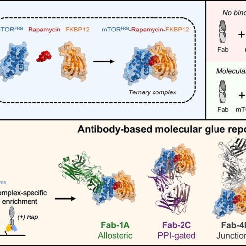 Epitope-guided detection of a molecular glue-induced ternary complex using engineered synthetic antibody fragments