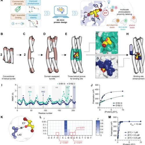 A designed enzyme for photo-proximity labeling of E3 ligase neighborhoods in live cells