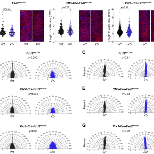 Clarifying Frizzled 2 function in development through genetically validated mouse models