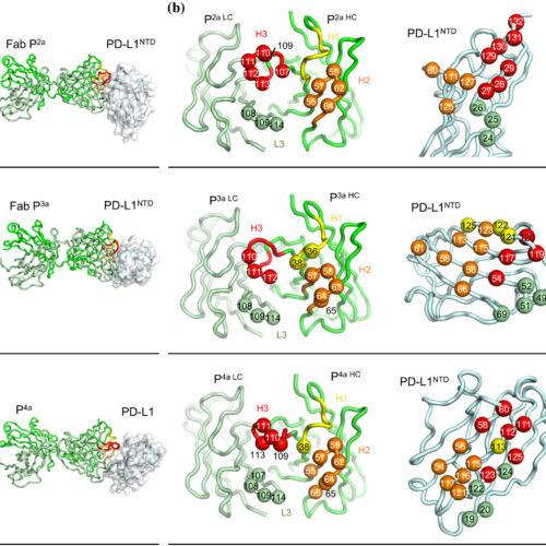 Strategy for modular assembly of tetravalent, multispecific antibodies