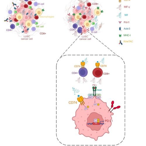 ACKR3 Establishes a Squamous-Restricted Immune Checkpoint Axis in Lung Squamous Cell Carcinoma
